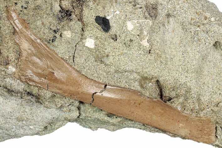 Fossil Bone in Sandstone - Judith River Formation #346944